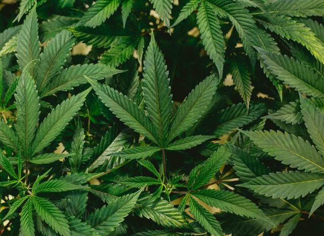 transporting marijuana across state lines
